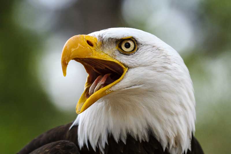 Center for Wildlife Education, Georgia Southern University, Statesboro