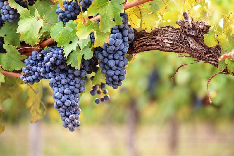 Briar Valley Vineyard and Winery