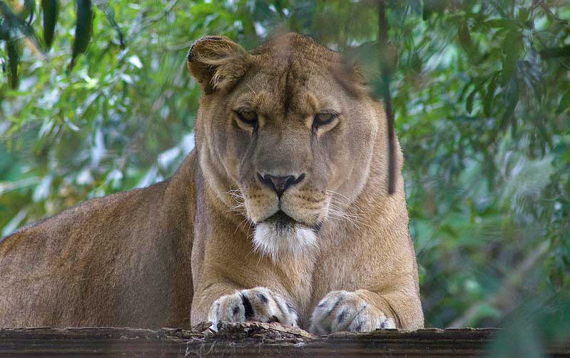 Conservators Center