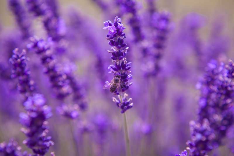 Merritt Lavender Farm