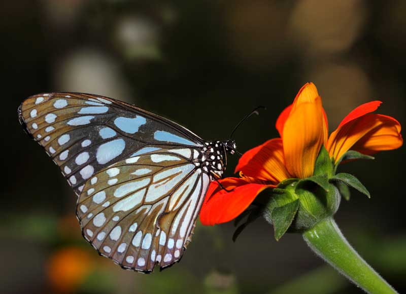 Monarch Butterflies at All-A-Flutter Butterfly Farm
