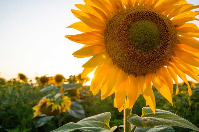 25-best-fun-things-to-do-in-east-lansing-mi-the-tourist-checklist