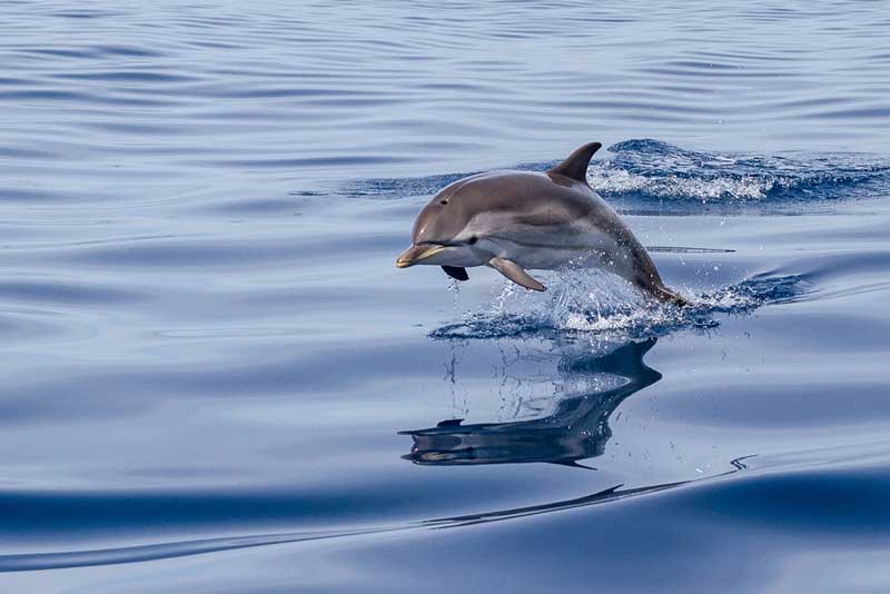 Blue Wave Adventures Dolphin Tour