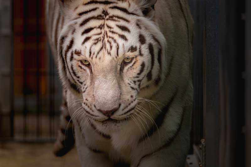 Cougar Mountain Zoo