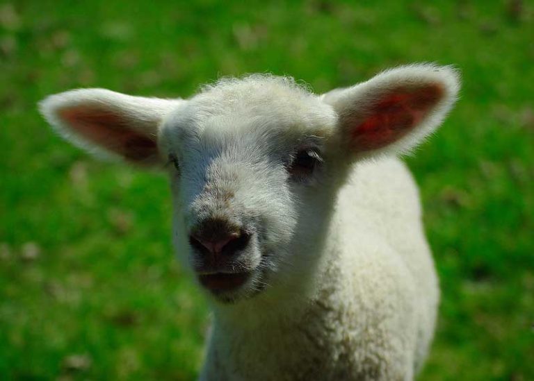 26 Best & Fun Things to Do in Morristown (NJ) The Tourist Checklist