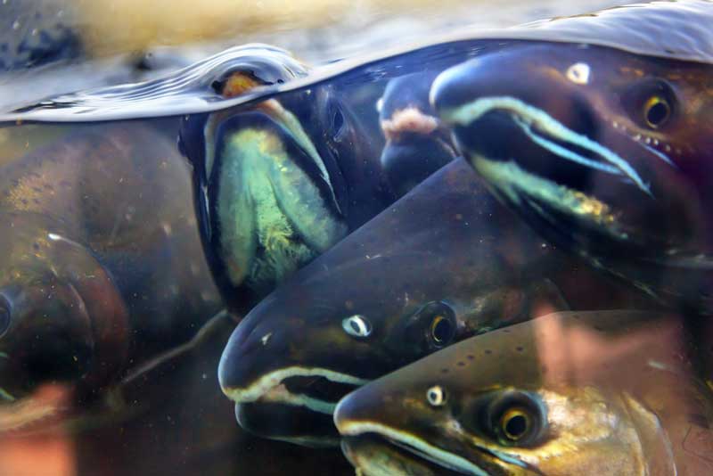 Issaquah Salmon Hatchery