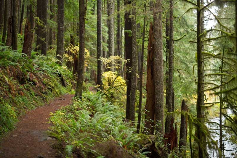 Siuslaw National Forest