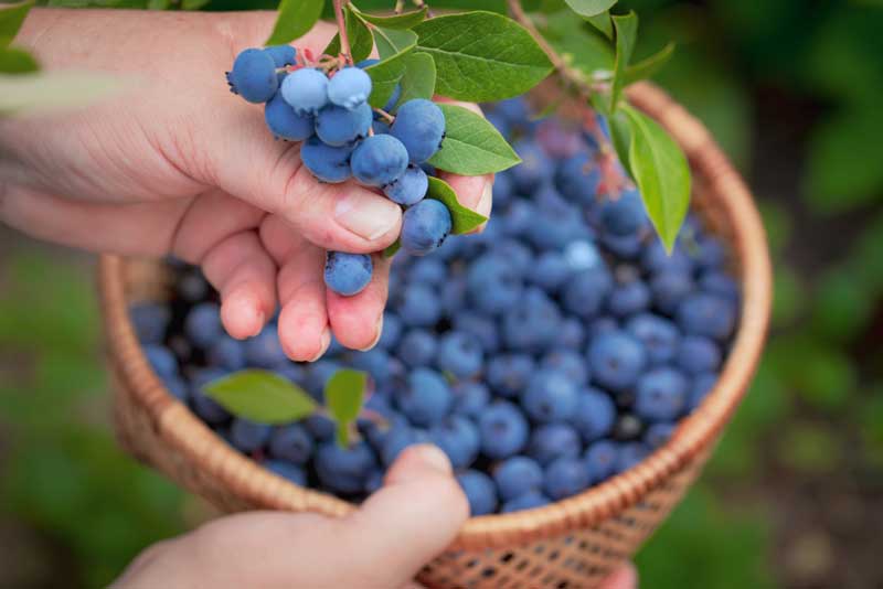 Moorhead’s Blueberry Farm