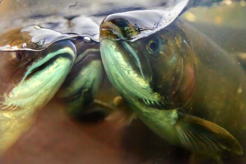 Puyallup Fish Hatchery