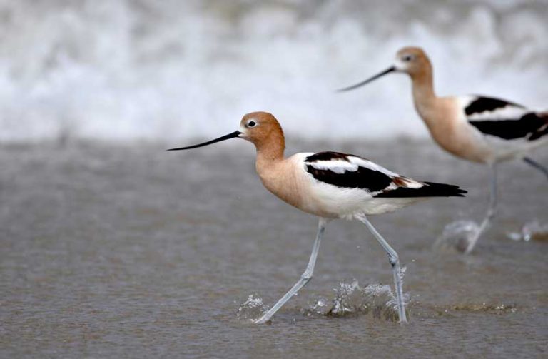 23 Best & Fun Things to Do in Salinas (CA) The Tourist Checklist