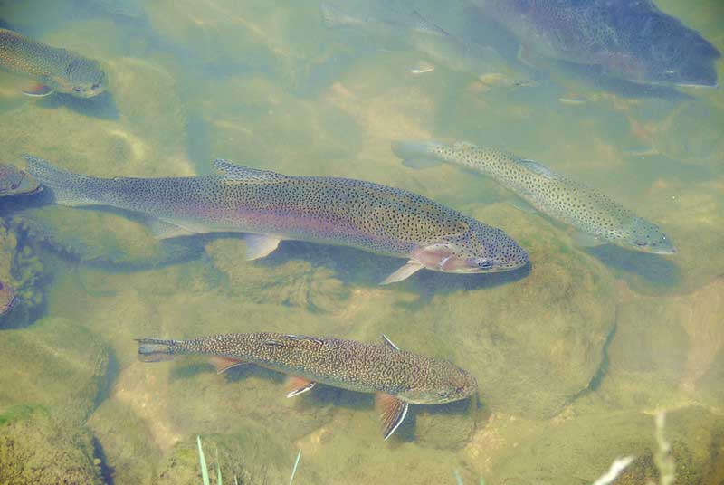 Tonto Creek Fish Hatchery