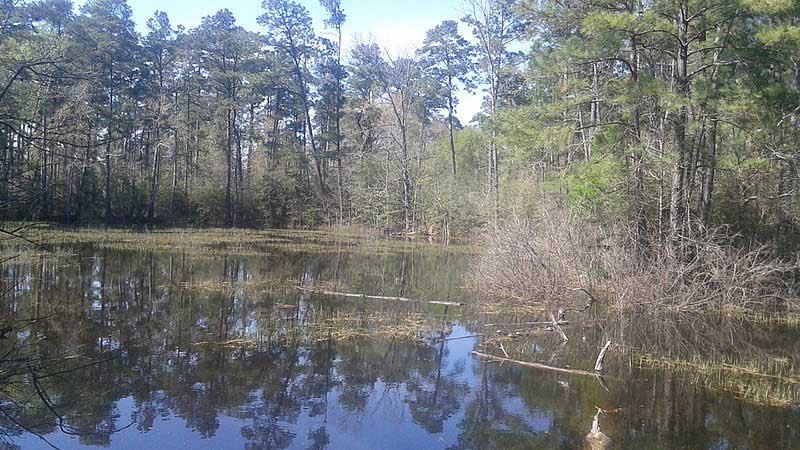 W. Goodrich Jones State Forest