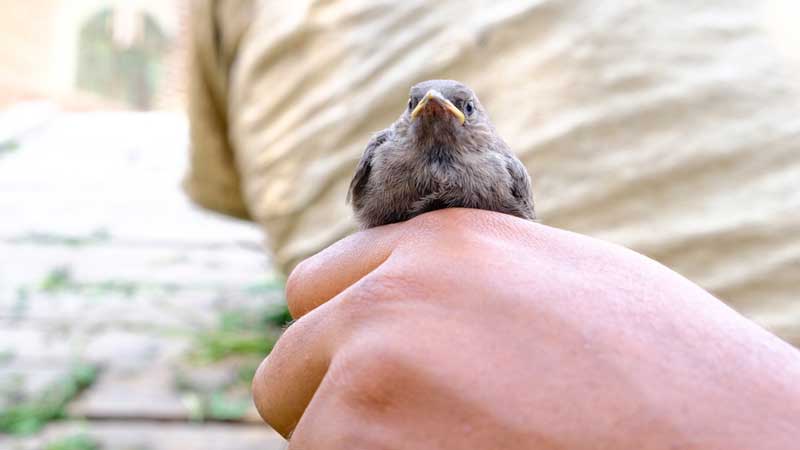 Wildlife Center of Virginia