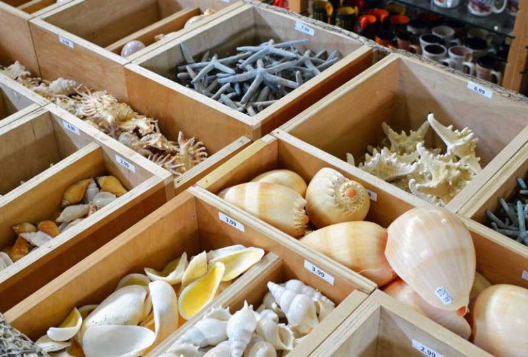 Florida Shell. Shop 23 Best & Fun Things to Do in Treasure Island (FL) - The Tourist Checklist