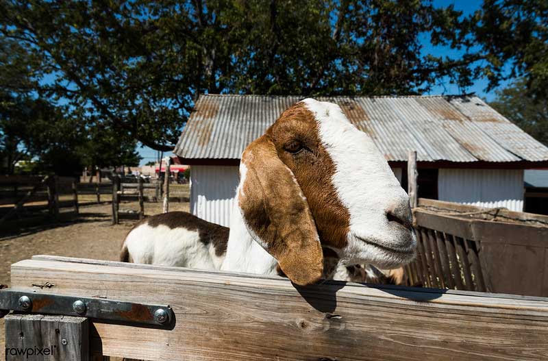 Heritage Farmstead Museum