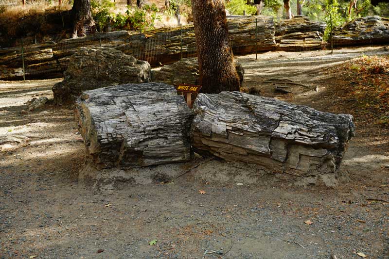 Petrified Forest