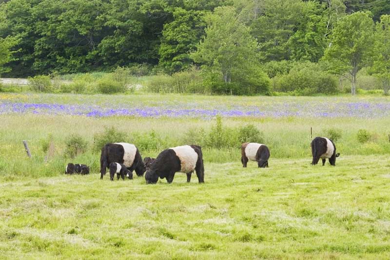 Aldermere Farm