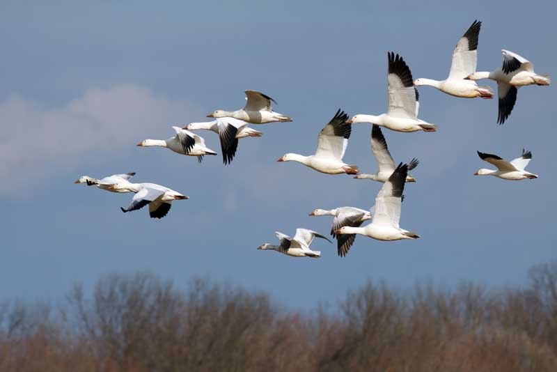 Forest Beach Migratory Preserve