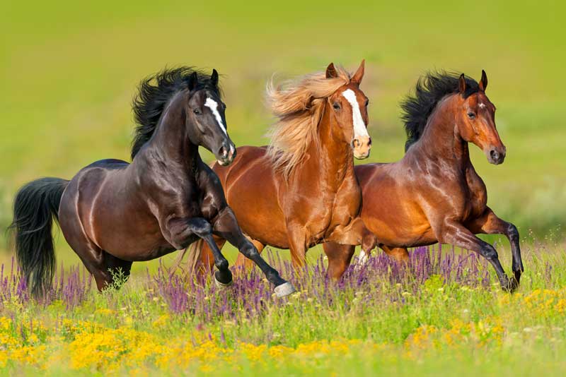 Pilot Butte Wild Horse Scenic Loop