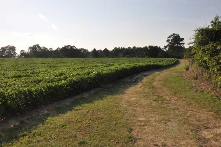 25 Best & Fun Things to Do in Sanford (NC) The Tourist Checklist