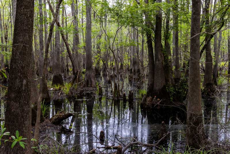 Waccamaw River