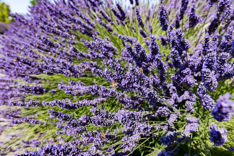 Evergreen Valley Lavender Farm