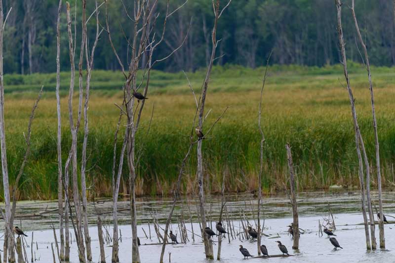 Shiawassee National Wildlife Refuge