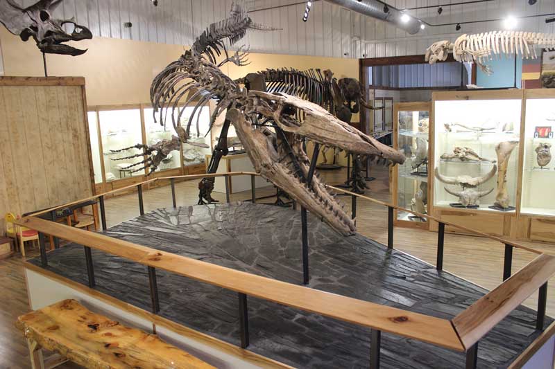 World Fossil Finder Museum