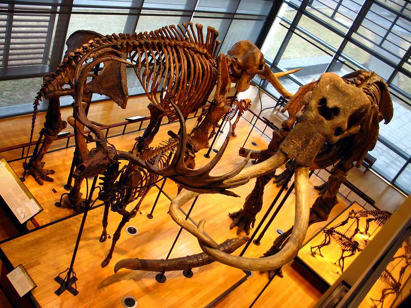 Beneski Museum of Natural History