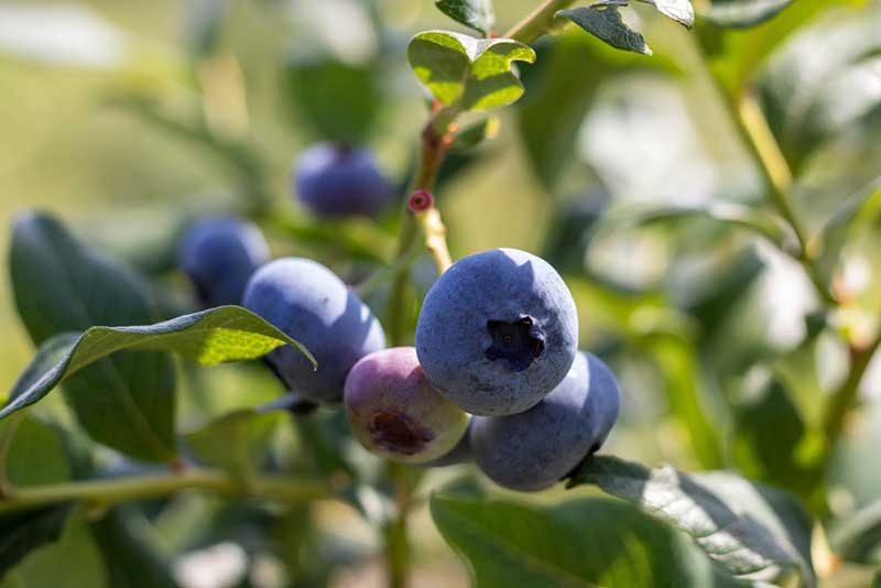 Tawas Blueberry Farm