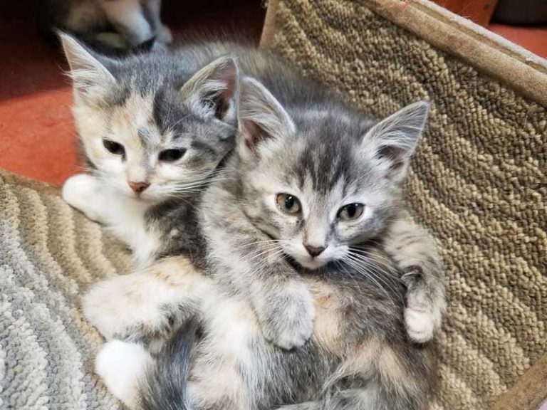 23 Best & Fun Things to Do in Wellsboro (PA) The Tourist Checklist