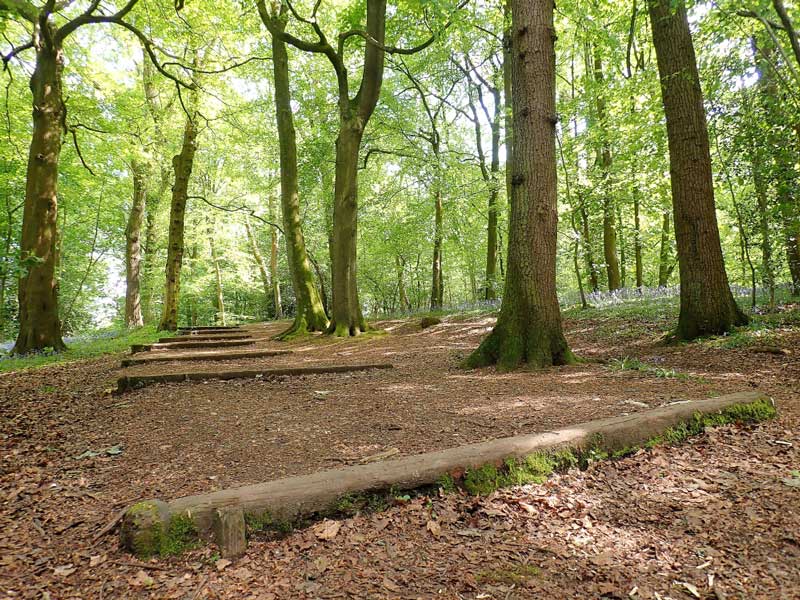 Whippendell Wood
