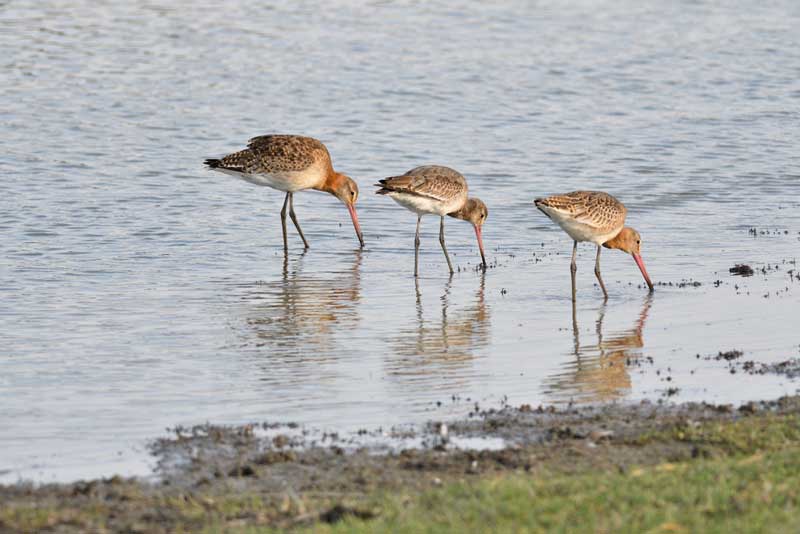 Lake Bluff Bird Sanctuary