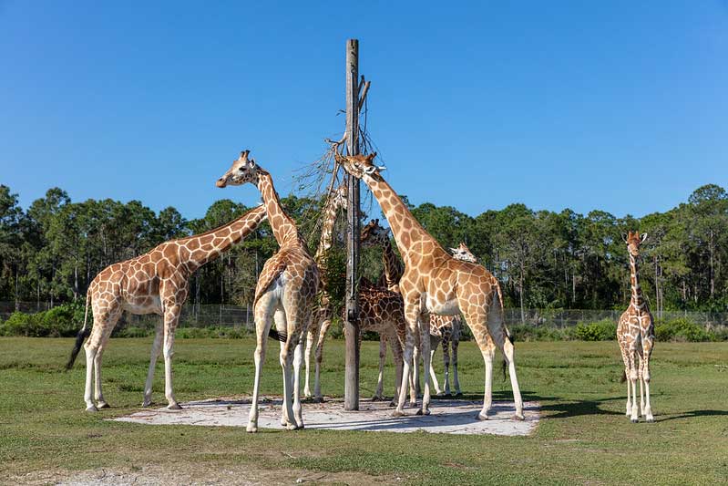 Lion Country Safari