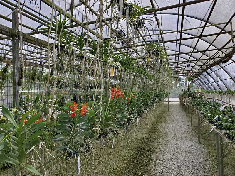 RF Orchids