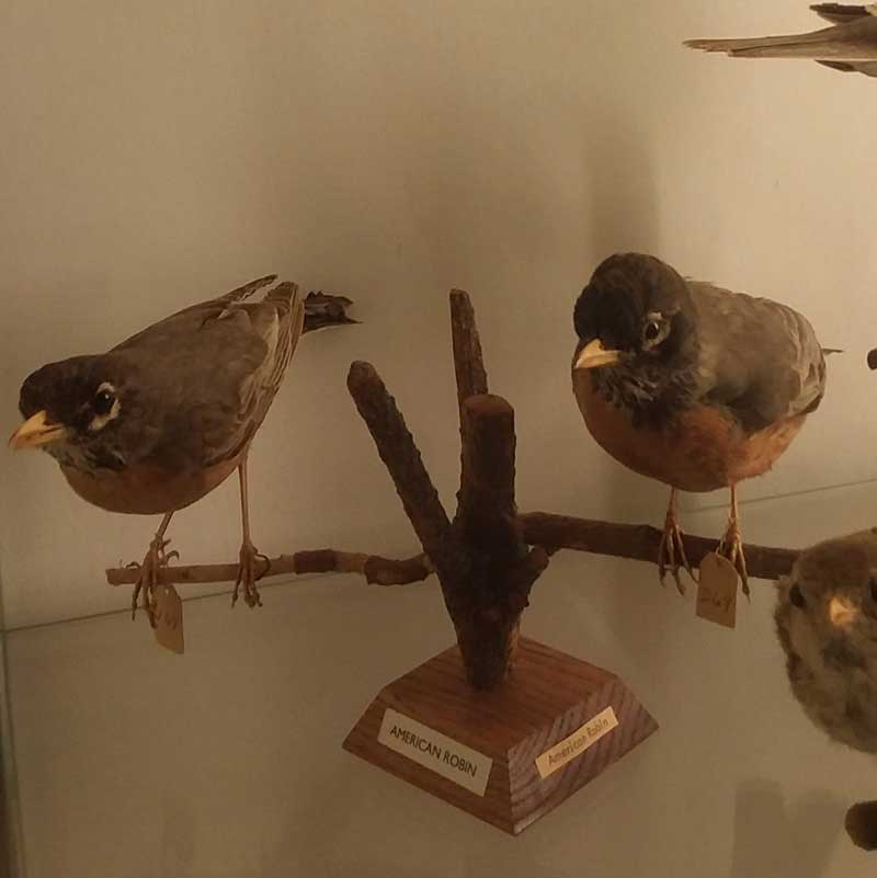 James Newman Clark Bird Museum