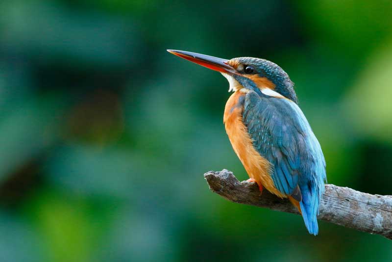 Lippincott Bird Sanctuary