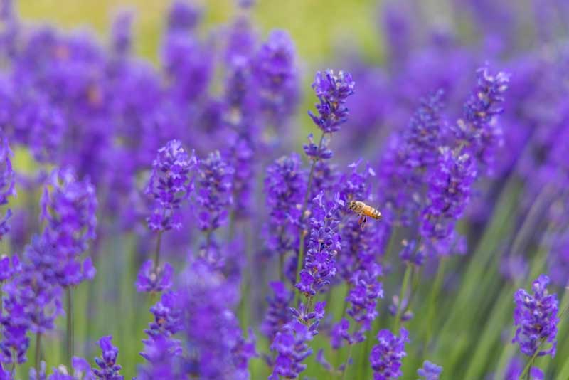 Sequim Lavender Festival