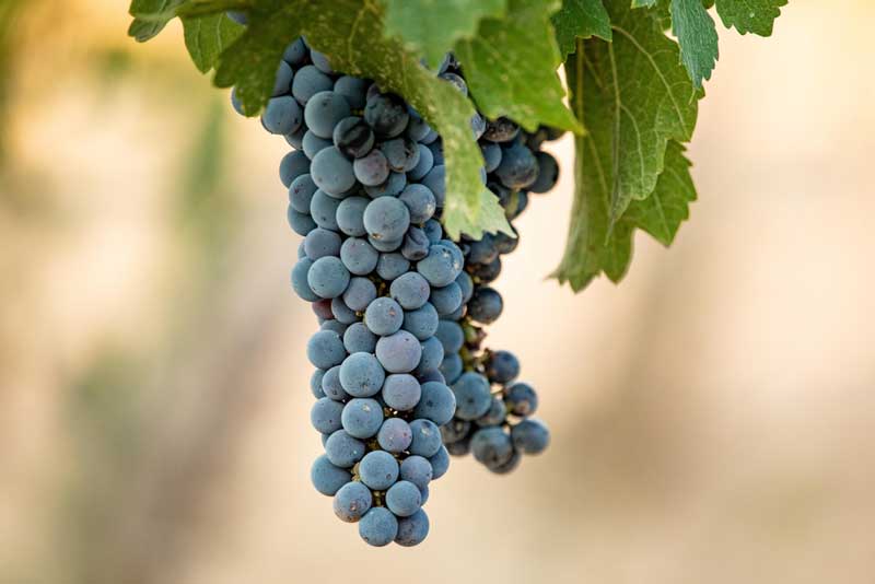 WineTree Vineyards