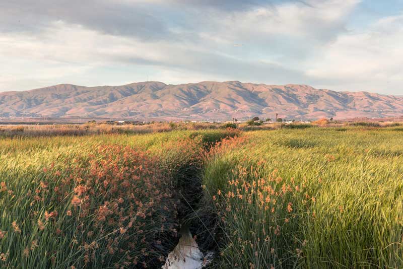 Alviso Marina County Park