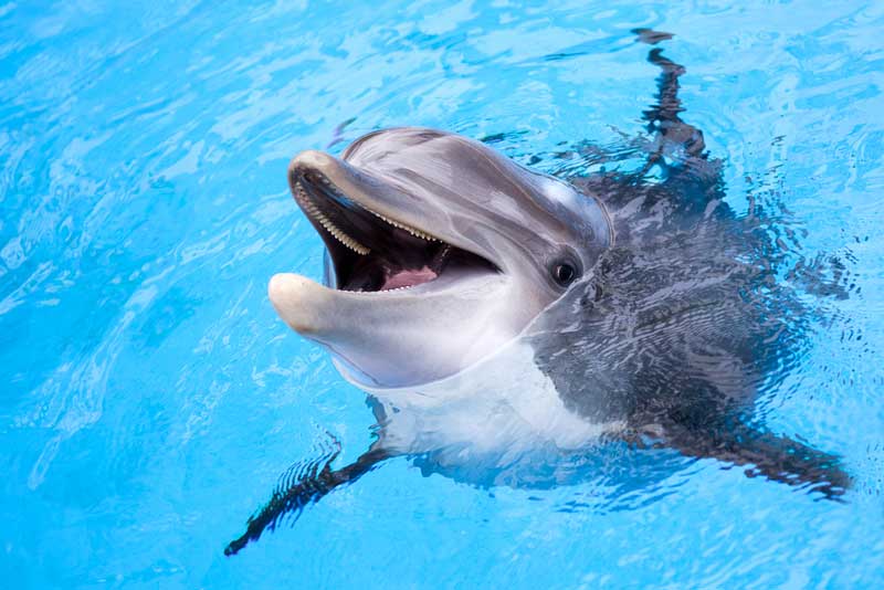 Clearwater Marine Aquarium