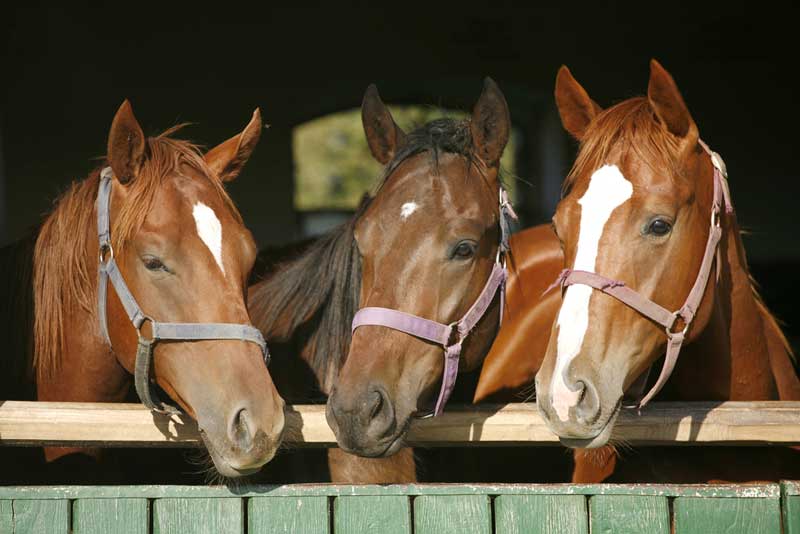 D & J Stables 