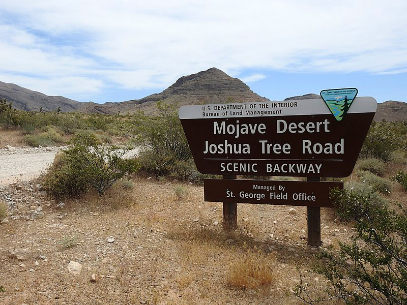 Mojave Desert Joshua Tree Road Scenic Backway