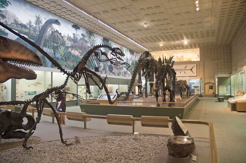 The Yale Peabody Museum of Natural History