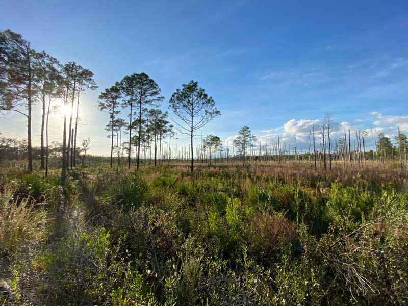 Tiger Creek Preserve, Lake Wales