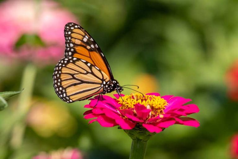 Catahoula Hummingbird and Butterfly Garden