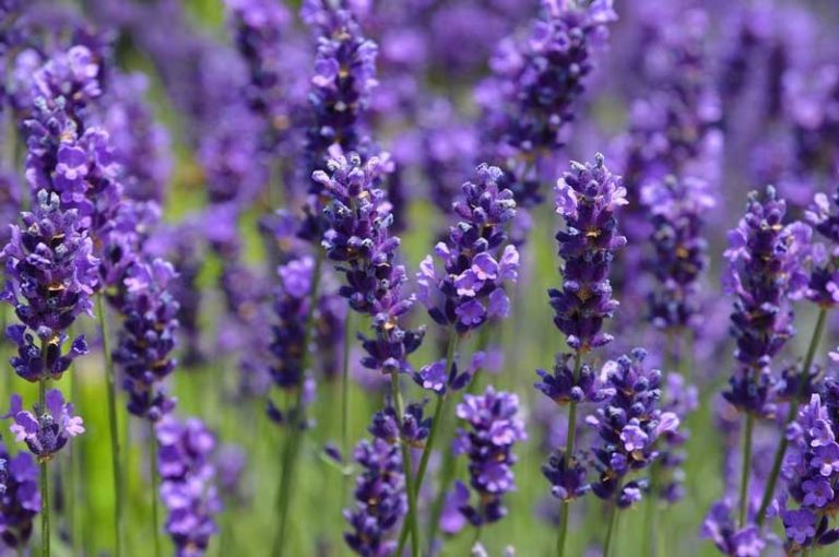 Blooming Hill Lavender Farm