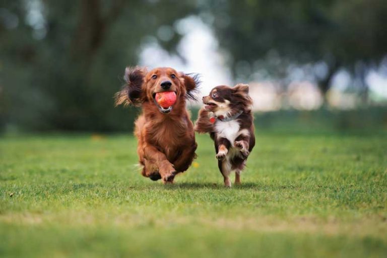 Columbus City Dog Park