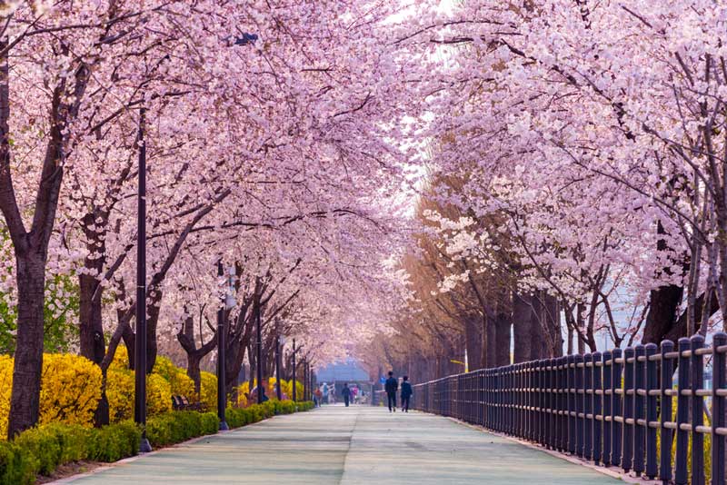 Seoul Is One of the Best Places to Visit in 2024 — Here's Why - The ...