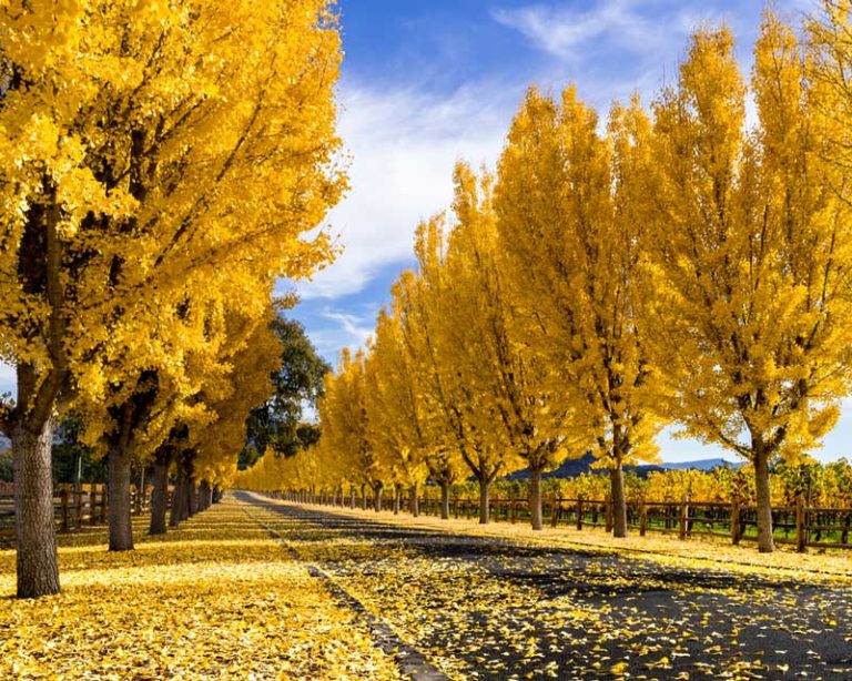 The 14 Best Wineries in Napa, According to Wine Experts - The Tourist Checklist